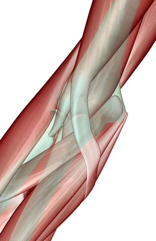 动脉,静脉,骨骼,肌肉,健壮,无人,竖图,插画,室内,特写,白天,白色背景,正面,数码,科技,静物,阴影,局部,网络,医学,骨头,高光,几何,计算机图形,合成,图画,画,模型,健康,活力,力量,人体,青春,电脑合成图,数码合成图,骨架,生物学,强壮,漫画,生理学,写实,具体,具象,旋前圆肌,半身,彩图