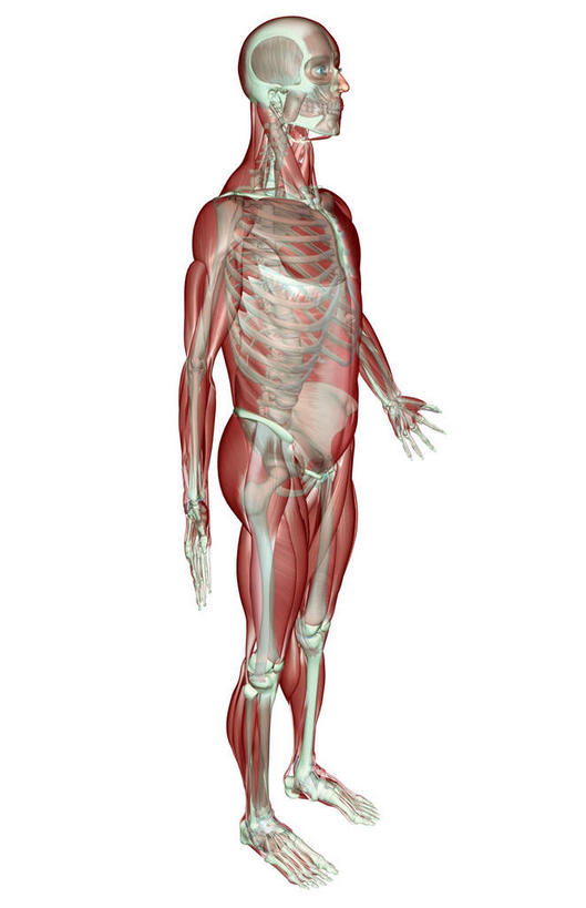 动脉,静脉,骨骼,肌肉,健壮,无人,竖图,插画,室内,特写,白天,白色背景,正面,数码,科技,静物,阴影,网络,医学,骨头,高光,几何,计算机图形,合成,图画,画,模型,健康,活力,力量,人体,青春,电脑合成图,数码合成图,骨架,生物学,强壮,胸肌,漫画,生理学,写实,具体,具象,腹外斜肌,髂胫束,彩图,全身