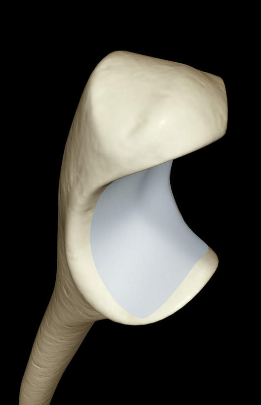 动脉,静脉,骨骼,无人,竖图,插画,室内,特写,白天,正面,数码,科技,静物,阴影,黑色背景,局部,网络,医学,骨头,高光,几何,计算机图形,合成,图画,画,模型,人体,电脑合成图,数码合成图,骨架,生物学,漫画,生理学,写实,具体,具象,尺骨,半身,彩图
