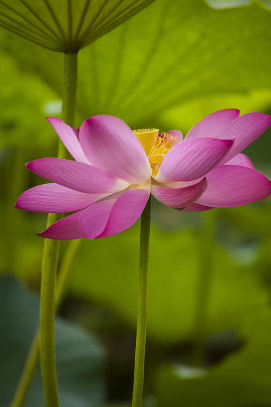 无人,竖图,室外,特写,白天,正面,纯洁,美景,植物,莲花,叶子,朦胧,模糊,盛开,纹理,池塘,景观,水池,荷叶,绿叶,花蕾,花,花瓣,花朵,鲜花,一朵,粉色,绿色,自然,花苞,花蕊,嫩叶,景色,富贵,神圣,自然风光,纯净,肌理,莲叶,六月花神,正直,鞭蕖,鞭蓉,芙蕖,菡萏,荷花,六月春,藕花,水旦,水芙蓉,水华,水芸,溪客,叶,叶片,叶脉,彩图