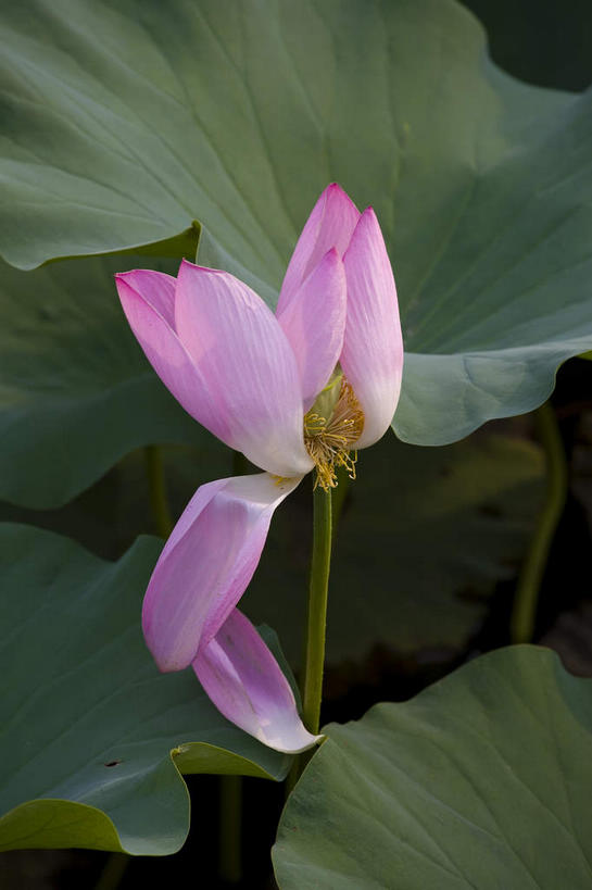 无人,竖图,俯视,室外,特写,白天,纯洁,美景,植物,莲花,叶子,朦胧,模糊,盛开,纹理,池塘,景观,水池,荷叶,绿叶,花蕾,花,花瓣,花朵,鲜花,一朵,粉色,绿色,自然,花苞,花蕊,嫩叶,景色,富贵,神圣,自然风光,纯净,肌理,莲叶,六月花神,正直,鞭蕖,鞭蓉,芙蕖,菡萏,荷花,六月春,藕花,水旦,水芙蓉,水华,水芸,溪客,叶,叶片,叶脉,彩图,高角度拍摄