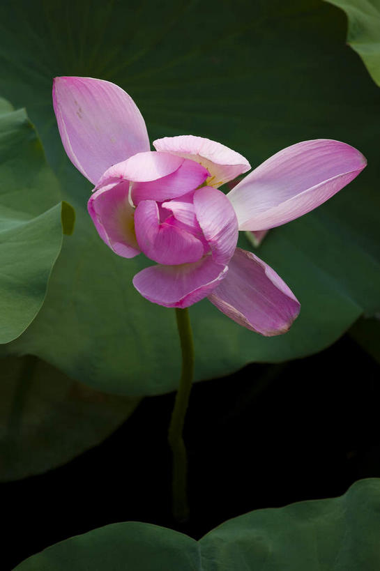 无人,竖图,俯视,室外,特写,白天,纯洁,美景,莲花,叶子,阴影,盛开,光线,影子,景观,荷叶,花蕾,花,花瓣,花朵,鲜花,一朵,粉色,绿色,阳光,自然,花苞,花蕊,景色,富贵,神圣,自然风光,纯净,莲叶,六月花神,正直,鞭蕖,鞭蓉,芙蕖,菡萏,荷花,六月春,藕花,水旦,水芙蓉,水华,水芸,溪客,叶,叶片,彩图,高角度拍摄