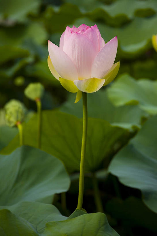 无人,竖图,俯视,室外,特写,白天,纯洁,美景,莲花,叶子,许多,阴影,朦胧,模糊,盛开,光线,影子,景观,荷叶,很多,花蕾,花,花瓣,花朵,鲜花,一朵,粉色,阳光,自然,花苞,花蕊,景色,富贵,神圣,自然风光,纯净,莲叶,六月花神,正直,鞭蕖,鞭蓉,芙蕖,菡萏,荷花,六月春,藕花,水旦,水芙蓉,水华,水芸,溪客,叶,叶片,彩图,高角度拍摄