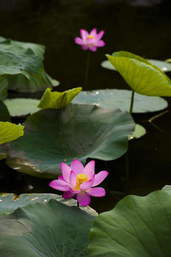 无人,竖图,俯视,室外,特写,白天,纯洁,美景,莲花,叶子,许多,阴影,朦胧,模糊,盛开,光线,影子,池塘,景观,水池,荷叶,很多,花蕾,花,花瓣,花朵,鲜花,两朵,粉色,阳光,自然,花苞,花蕊,景色,富贵,神圣,自然风光,纯净,莲叶,六月花神,正直,鞭蕖,鞭蓉,芙蕖,菡萏,荷花,六月春,藕花,水旦,水芙蓉,水华,水芸,溪客,叶,叶片,彩图,高角度拍摄