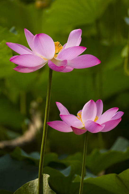 无人,竖图,俯视,室外,特写,白天,纯洁,美景,莲花,叶子,阴影,盛开,光线,影子,景观,荷叶,花蕾,花,花瓣,花朵,鲜花,一朵,粉色,绿色,阳光,自然,花苞,花蕊,景色,富贵,神圣,自然风光,纯净,莲叶,六月花神,正直,鞭蕖,鞭蓉,芙蕖,菡萏,荷花,六月春,藕花,水旦,水芙蓉,水华,水芸,溪客,叶,叶片,彩图,高角度拍摄