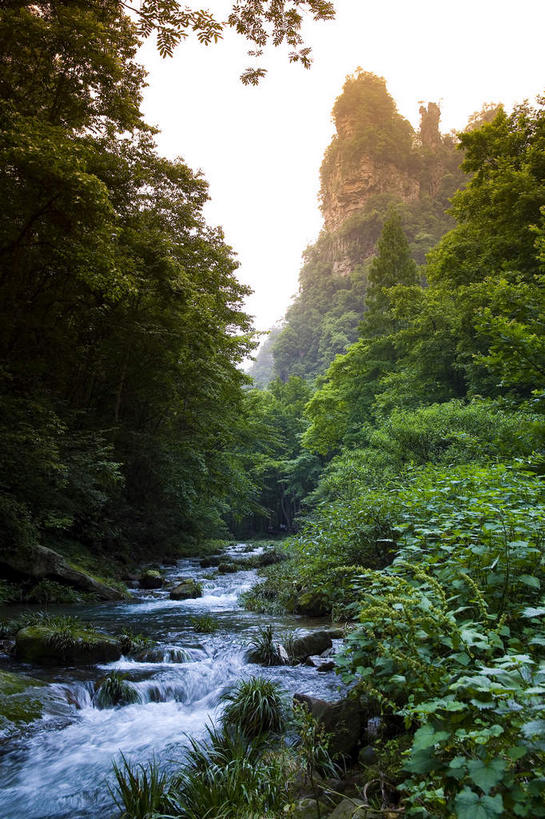 无人,公园,竖图,室外,白天,仰视,旅游,度假,河流,美景,森林,山,树林,水,植物,张家界,中国,亚洲,阴影,光线,影子,河水,景观,山峰,水流,山峦,娱乐,树,树木,绿色,天空,小溪,阳光,自然,天,溪水,享受,休闲,景色,放松,生长,成长,自然风光,东亚,湖南,湖南省,森林公园,张家界国家森林公园,中华人民共和国,华中地区,湘,张家界市,彩图,低角度拍摄,金鞭溪