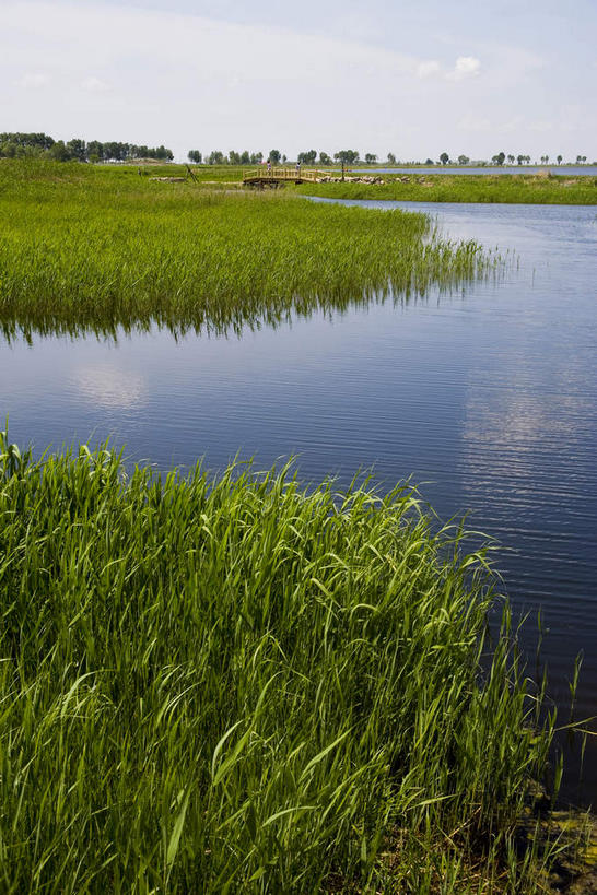 无人,竖图,室外,白天,正面,旅游,度假,湖,湖泊,美景,水,植物,芦苇,叶子,中国,亚洲,许多,阴影,光线,影子,湖面,景观,水流,水面,云,云朵,绿叶,很多,云彩,娱乐,树,树木,蓝色,绿色,白云,倒影,蓝天,天空,阳光,自然,湖水,天,享受,休闲,嫩叶,景色,放松,生长,晴朗,成长,黑,倒映,自然风光,东亚,黑龙江,黑龙江省,中华人民共和国,东北地区,齐齐哈尔,齐齐哈尔市,芦芛,反照,芦,苇,叶,叶片,晴空,彩图,黑龙江扎龙国家级自然保护区,扎龙,扎龙保护区,扎龙自然保护区