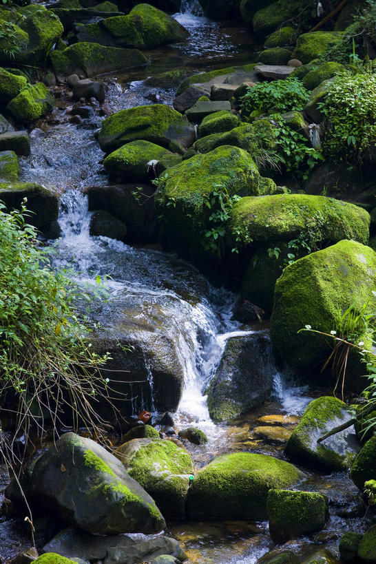 无人,植物园,竖图,俯视,室外,白天,旅游,度假,河流,石头,美景,水,植物,台湾,中国,亚洲,阴影,曲折,弯曲,研究,光线,石子,影子,河水,景观,水流,青苔,苔藓,教育,娱乐,绿色,小溪,阳光,自然,溪水,享受,休闲,景色,放松,蜿蜒,生长,成长,展览,调查,保存,欣赏,自然风光,采集,陈列,东亚,嘉义,阿里山国家风景区,阿里山,港澳台,中华人民共和国,台湾省,嘉义市,鉴定,典藏,石块,岩石,彩图,高角度拍摄,台