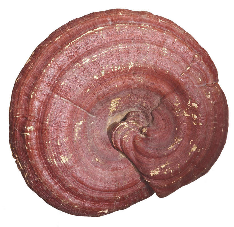 无人,横图,室内,特写,白天,白色背景,正面,灵芝,菌菇,菌类,一个,红色,摄影,影棚,单个,真菌,摄影棚,药用菌,神芝,灵芝草,彩图,影棚拍摄,拍摄,菌灵芝