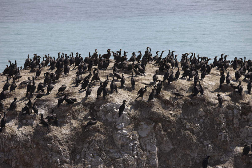 无人,站,横图,俯视,室外,白天,旅游,度假,湖,湖泊,石头,美景,沙滩,水,鸟,青海湖,鸟岛,中国,亚洲,一群,许多,阴影,光线,鸟类,沙子,石子,影子,河岸,河滩,湖面,景观,水流,水面,沙地,很多,注视,娱乐,阳光,自然,湖水,观察,看,站着,享受,休闲,景色,放松,观看,察看,关注,自然风光,东亚,青海,青海省,中华人民共和国,西北地区,青,咸水湖,石块,岩石,站立,半身,彩图,高角度拍摄,青海湖鸟岛