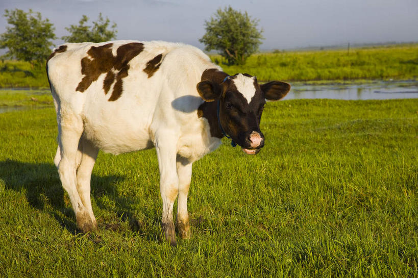 无人,站,横图,室外,白天,侧面,旅游,度假,草地,草原,草坪,美景,树林,植物,牛,中国,亚洲,一头,阴影,花纹,光线,影子,景观,旷野,乳牛,注视,娱乐,草,树,树木,蓝色,绿色,蓝天,天空,阳光,自然,动物,天,观察,看,站着,享受,休闲,家畜,景色,放松,蒙,牲畜,生长,晴朗,成长,观看,察看,关注,自然风光,原野,斑纹,东亚,内蒙古,万里无云,中华人民共和国,华北地区,内蒙古自治区,呼伦贝尔,呼伦贝尔市,晴空,晴空万里,奶牛,站立,彩图,全身,额尔古纳,额尔古纳市