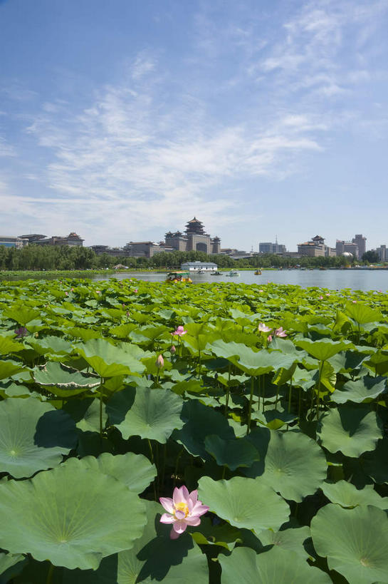 无人,家,高楼大厦,竖图,室外,白天,正面,旅游,度假,纯洁,湖,湖泊,美景,水,大厦,建筑,摩天大楼,车站,莲花,叶子,北京,中国,亚洲,阴影,光线,影子,房屋,屋子,池塘,湖面,景观,水池,水流,水面,云,云朵,荷叶,站台,首都,云彩,娱乐,楼房,月台,住宅,粉色,蓝色,白云,蓝天,天空,阳光,自然,湖水,天,享受,休闲,景色,放松,晴朗,莲花池,富贵,神圣,自然风光,东亚,纯净,中华人民共和国,北京市,京,北平,华北地区,莲叶,六月花神,正直,丰台区,鞭蕖,鞭蓉,芙蕖,菡萏,荷花,六月春,藕花,水旦,水芙蓉,水华,水芸,溪客,叶,叶片,晴空,彩图,房子,大楼,高层建筑,高楼,摩天楼,西客站,莲花池公园,北京西客站,北京西站