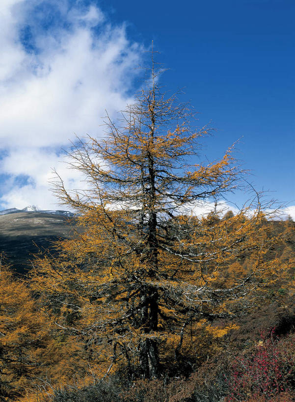 无人,竖图,室外,白天,正面,旅游,度假,美景,森林,山,山脉,树林,植物,中国,亚洲,阴影,光线,影子,景观,山峰,云,云朵,山峦,云彩,娱乐,德钦,迪庆,云南,树,树木,黄色,蓝色,绿色,白云,蓝天,天空,阳光,自然,群山,天,享受,休闲,景色,放松,生长,晴朗,成长,自然风光,东亚,迪庆藏族自治州,云南省,德钦县,白马雪山,中华人民共和国,西南地区,滇,迪庆州,晴空,彩图,白马雪山国家级自然保护区,白芒雪山,白茫雪山