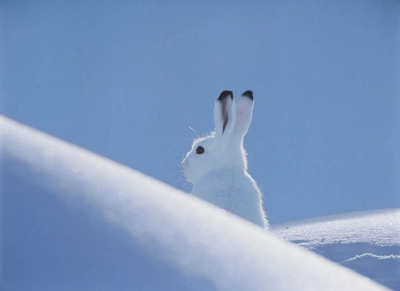 无人,坐,横图,室外,特写,白天,侧面,美景,雪,大雪,哺乳动物,阴影,光线,兔子,影子,积雪,景观,雪景,冬季,冬天,注视,一只,蓝色,白色,蓝天,天空,阳光,自然,动物,天,观察,看,景色,寒冷,晴朗,观看,白兔,兔,察看,关注,自然风光,雪兔,万里无云,严寒,晴空,晴空万里,坐着,半身,彩图