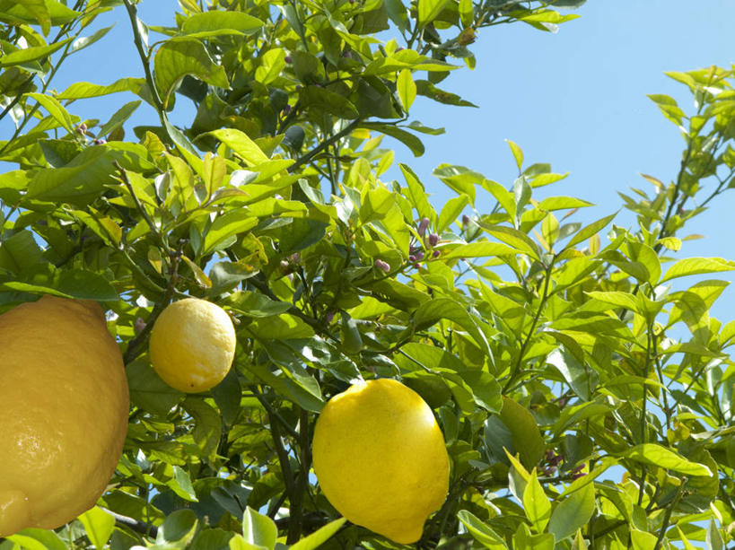 无人,横图,室外,特写,白天,仰视,美景,植物,柠檬,水果,叶子,西班牙,欧洲,吊挂,悬挂,阴影,新鲜,光线,影子,景观,生食,食品,果实,果树,绿叶,枝条,挂,树,树木,树枝,食物,三个,黄色,蓝色,绿色,蓝天,天空,阳光,自然,天,嫩叶,景色,有机食品,绿色食品,生长,晴朗,成长,南欧,自然风光,万里无云,马略卡岛,西班牙王国,巴利阿里群岛,马略卡,虬枝,枝杈,叶,叶片,晴空,晴空万里,益母果,柠果,彩图,低角度拍摄