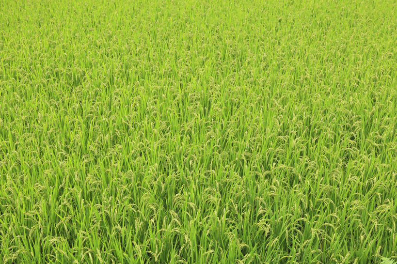 无人,农田,横图,俯视,室外,白天,旅游,度假,农业,庄稼,农作物,美景,日本,亚洲,丰收,稻田,景观,谷物,水稻,娱乐,稻,自然,享受,休闲,景色,放松,收获,自然风光,东亚,日本国,九州本岛,九州,九州岛,九州地方,宫崎,宫崎县,彩图,高角度拍摄,耕地,庄稼田