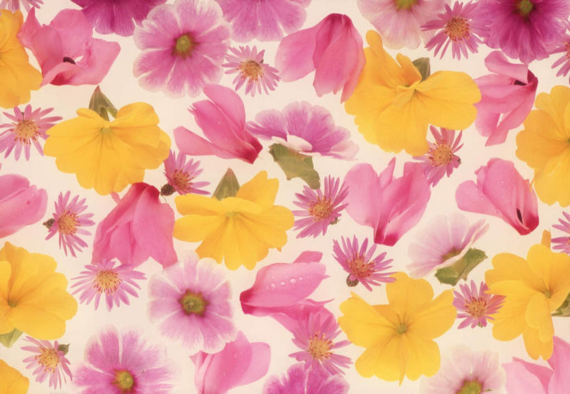 无人,横图,俯视,室内,特写,白天,白色背景,幸福,植物,月季花,叶子,许多,盛开,绿叶,非洲菊,花,花瓣,花朵,花卉,鲜花,粉色,黄色,花蕊,嫩叶,菊花,摄影,影棚,希望,扶郎花,灯盏花,千日菊,美艳,光荣,叶,叶片,月月红,月季,长春花,彩图,高角度拍摄,影棚拍摄,拍摄