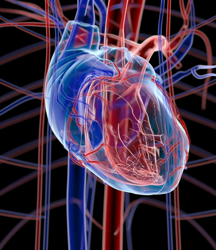 内脏,心脏,动脉,静脉,无人,交叉,竖图,插画,室内,白天,正面,数码,科技,静物,连接,盘绕,阴影,黑色背景,组合,环绕,围绕,透明,反射,网格,网络,包裹,线条,影子,高光,几何,计算机图形,合成,图画,环抱,画,交错,一个,红色,蓝色,模型,垂直,人体,缭绕,单个,链接,交织,电脑合成图,数码合成图,生物学,紧固,器官,拼接,拼凑,漫画,心血管,心房,心室,生理学,写实,具体,具象,拼合,凑集,聚合,撮合,链结,牢固,穿插,庞杂,紊乱,错乱,心,彩图