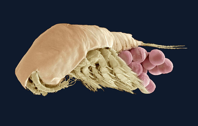 无人,横图,室内,特写,白天,正面,幸福,数码,科技,一堆,许多,阴影,堆叠,堆积,蓝色背景,网络,很多,高光,几何,计算机图形,辉煌,合成,海洋生物,一个,温暖,橙色,活泼,单个,堆,华丽,暖色,电脑合成图,数码合成图,尖锐,水生动物,水生物,温情,海底动物,写实,具体,具象,炽热,响亮,跃动,产卵,甜蜜,彩图,愉快