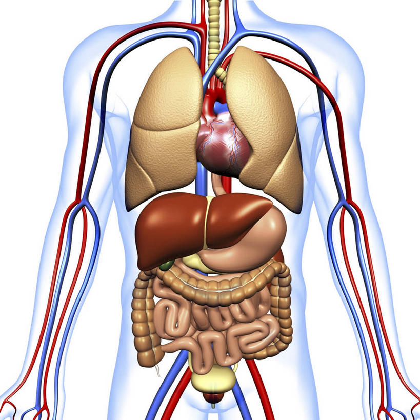内脏,肺,心脏,胰腺,肠,动脉,静脉,胆囊,十二指肠,一个人,无人,站,方图,插画,室内,白天,白色背景,正面,数码,科技,仅一个男性,仅一个人,阴影,科学,网络,医学,高光,几何,计算机图形,系统,合成,图画,画,仅一个年轻男性,站着,人体,电脑合成图,数码合成图,生物学,人体器官,器官,合成图,呼吸,漫画,心血管,心房,心室,写实,具体,具象,呼吸系统,胆管,消化道,胰管,吸收,消化管,消化,排泄,自然科学,摄取,博物学,生物科学,男人,男性,年轻男性,大肠,肺部,肺脏,盲肠,小肠,心,直肠,站立,半身,彩图,吐故纳新,气体交换,消化腺,转运,消化系统