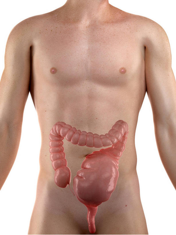 内脏,肠,动脉,静脉,一个人,无人,站,竖图,插画,室内,白天,白色背景,正面,数码,科技,仅一个男性,仅一个人,阴影,科学,网络,医学,高光,几何,计算机图形,合成,图画,裸露,画,仅一个年轻男性,站着,人体,赤裸,电脑合成图,数码合成图,生物学,人体器官,器官,合成图,裸,漫画,写实,具体,具象,自然科学,博物学,生物科学,男人,男性,年轻男性,大肠,站立,半身,彩图,巨结肠