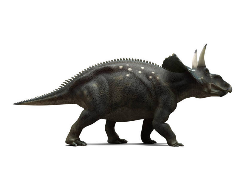 无人,走,横图,插画,室内,白天,白色背景,侧面,数码,科技,阴影,网络,高光,几何,计算机图形,合成,图画,注视,画,一只,观察,看,恐龙,观看,电脑合成图,数码合成图,察看,合成图,关注,凶猛,漫画,写实,具体,具象,灭尽,灭绝,史前动物,白垩纪,凶残,步行,走路,彩图,全身,双角龙