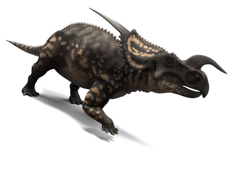 无人,走,横图,插画,室内,白天,白色背景,侧面,数码,科技,阴影,网络,高光,几何,计算机图形,合成,图画,注视,画,一只,观察,看,恐龙,观看,电脑合成图,数码合成图,察看,合成图,关注,凶猛,漫画,写实,具体,具象,灭尽,灭绝,史前动物,角龙,凶残,步行,散步,走路,彩图,全身,野牛龙