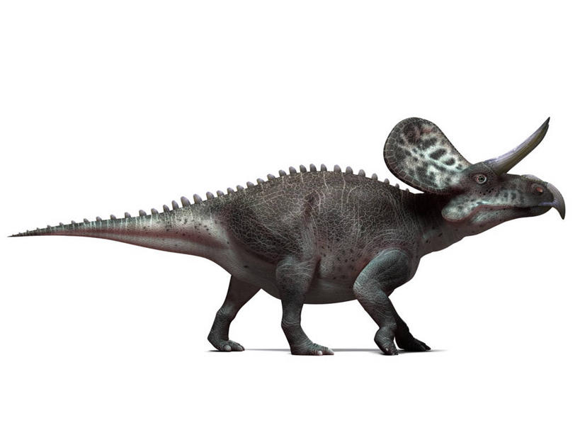 无人,走,横图,插画,室内,白天,白色背景,侧面,数码,科技,阴影,网络,高光,几何,计算机图形,合成,图画,注视,画,一只,观察,看,恐龙,观看,电脑合成图,数码合成图,察看,合成图,关注,凶猛,漫画,写实,具体,具象,灭尽,灭绝,史前动物,白垩纪,角龙,凶残,步行,散步,走路,彩图,全身,祖尼角龙