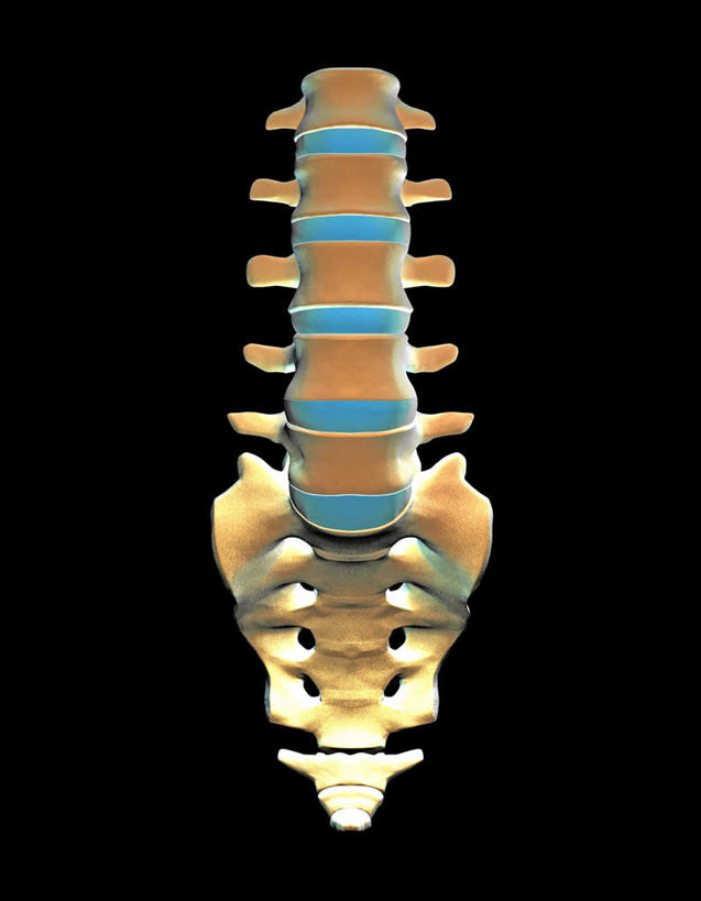脊髓,无人,竖图,插画,室内,白天,正面,数码,科技,阴影,黑色背景,网络,高光,几何,计算机图形,合成,图画,画,电脑合成图,数码合成图,漫画,写实,具体,具象,骶骨,腰椎,脊柱,彩图