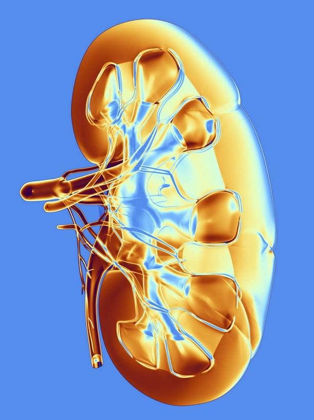 内脏,动脉,静脉,无人,竖图,室内,特写,白天,正面,数码,科技,静物,阴影,蓝色背景,网络,医学,高光,几何,计算机图形,合成,模型,人体,电脑合成图,数码合成图,生物学,人体器官,器官,泌尿系统,生理学,写实,具体,具象,延髓,肾,彩图