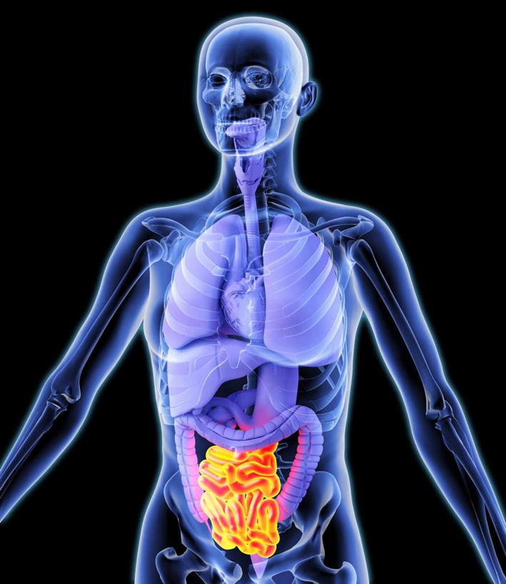 腹部,内脏,肺,心脏,肝脏,食道,胃,肠,动脉,静脉,骨骼,十二指肠,一个人,无人,站,竖图,插画,室内,白天,正面,数码,科技,静物,仅一个年轻女性,仅一个女性,仅一个人,阴影,黑色背景,网络,医学,骨头,高光,几何,计算机图形,合成,图画,画,黄色,紫色,模型,站着,人体,电脑合成图,数码合成图,骨架,生物学,人体器官,器官,漫画,生理学,写实,具体,具象,年轻女性,女人,女性,大肠,肺部,肺脏,肝,盲肠,小肠,心,直肠,胃部,站立,半身,彩图,消化系统