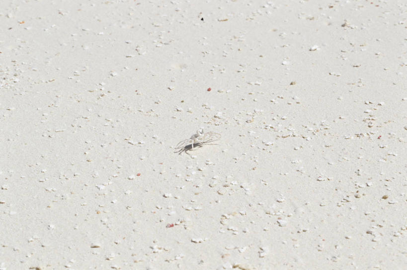 蟹,无人,横图,俯视,室外,特写,白天,美景,沙滩,马尔代夫,亚洲,螃蟹,沙子,海岸,景观,沙地,一只,自然,趴着,景色,自然风光,南亚,马尔代夫共和国,甲壳动物,海滩,趴,彩图,高角度拍摄,全身