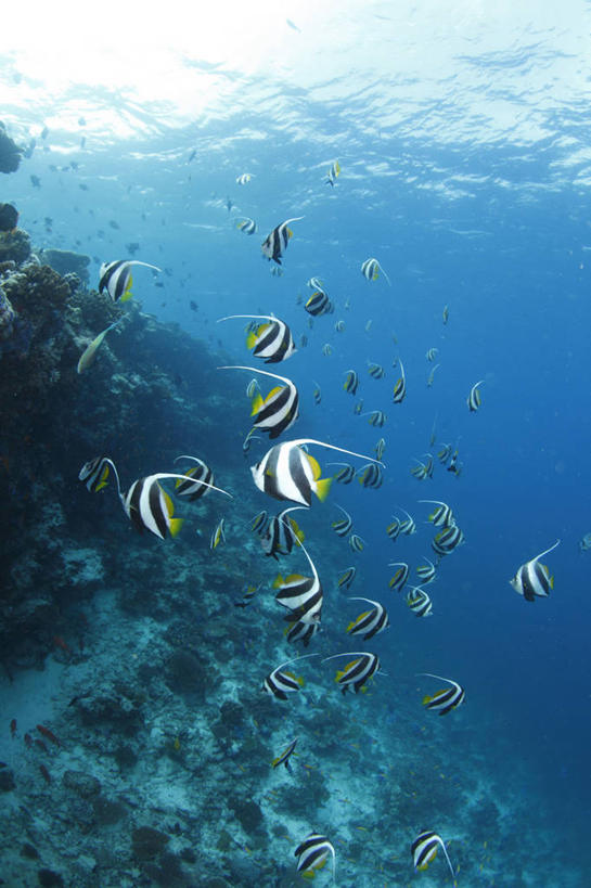 游泳,无人,竖图,室外,白天,正面,旅游,度假,海底,水下,海浪,海洋,美景,马尔代夫,亚洲,一群,许多,鱼,景观,浪花,水底,很多,娱乐,鱼类,海洋生物,自然,海水,享受,休闲,景色,放松,海底世界,自然风光,水生动物,南亚,水生物,海景,海底动物,马尔代夫共和国,泅水,灰镰鱼,镰鱼,拍浮,大海,风浪,海,海床,海水的波动,近岸浪,涌浪,彩图,全身