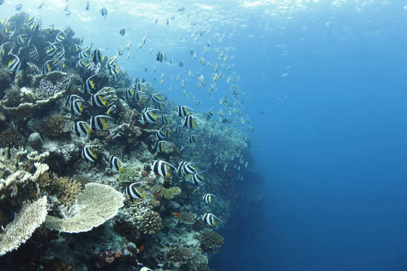 游泳,无人,横图,室外,白天,正面,旅游,度假,海底,水下,海浪,海洋,美景,马尔代夫,亚洲,一群,许多,鱼,景观,浪花,水底,很多,娱乐,鱼类,海洋生物,自然,海水,享受,休闲,景色,放松,海底世界,自然风光,水生动物,南亚,水生物,海景,海底动物,马尔代夫共和国,泅水,灰镰鱼,镰鱼,拍浮,大海,风浪,海,海床,海水的波动,近岸浪,涌浪,彩图,全身