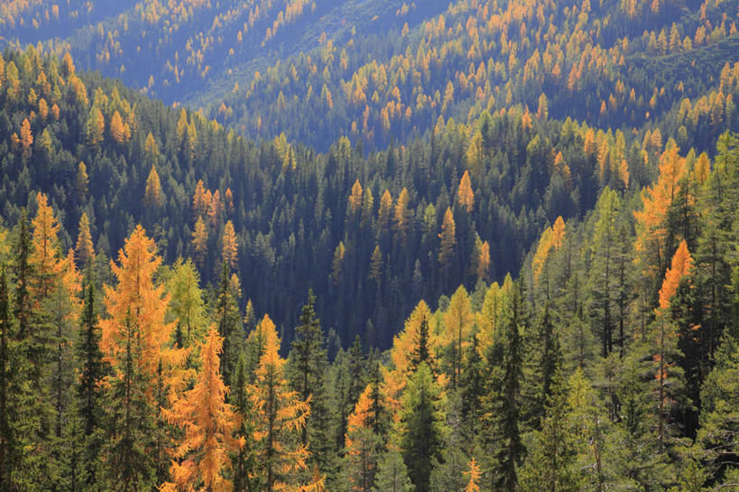 无人,横图,俯视,航拍,室外,白天,旅游,度假,美景,秋季,森林,山,山脉,树林,植物,松树,叶子,瑞士,欧洲,景观,山峰,枯叶,落叶,山峦,娱乐,树,树木,绿色,自然,群山,享受,休闲,景色,放松,生长,成长,鸟瞰,自然风光,坚定,中欧,落叶松,长寿,瑞士联邦,贞洁,叶,叶片,秋,秋天,彩图,高角度拍摄,黄花松