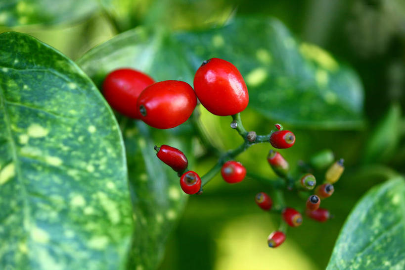 无人,横图,室外,特写,白天,正面,美景,植物,浆果,叶子,许多,阴影,朦胧,模糊,光线,影子,景观,果实,绿叶,枝条,很多,树,树木,树枝,红色,绿色,阳光,自然,嫩叶,景色,生长,成长,自然风光,虬枝,枝杈,叶,叶片,彩图,东瀛珊瑚,青木,桃叶珊瑚,绞木,日本桃叶珊瑚