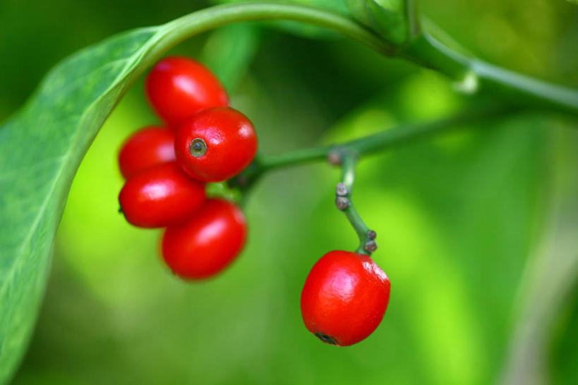 无人,横图,室外,特写,白天,正面,美景,植物,浆果,叶子,许多,阴影,朦胧,模糊,光线,影子,景观,果实,绿叶,枝条,很多,树,树木,树枝,红色,绿色,阳光,自然,嫩叶,景色,生长,成长,自然风光,虬枝,枝杈,叶,叶片,彩图,东瀛珊瑚,青木,桃叶珊瑚,绞木,日本桃叶珊瑚