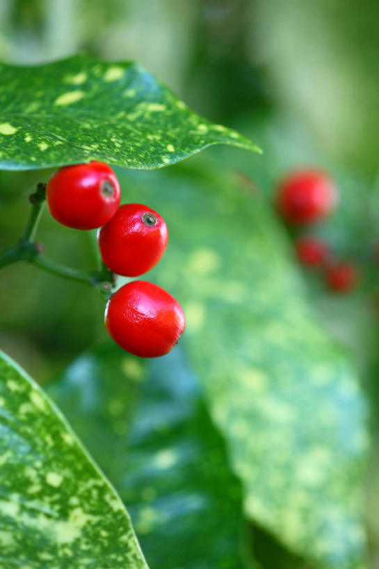无人,竖图,室外,特写,白天,正面,美景,植物,浆果,叶子,许多,阴影,朦胧,模糊,光线,影子,景观,果实,绿叶,枝条,很多,树,树木,树枝,红色,绿色,阳光,自然,嫩叶,景色,生长,成长,自然风光,虬枝,枝杈,叶,叶片,彩图,东瀛珊瑚,青木,桃叶珊瑚,绞木,日本桃叶珊瑚