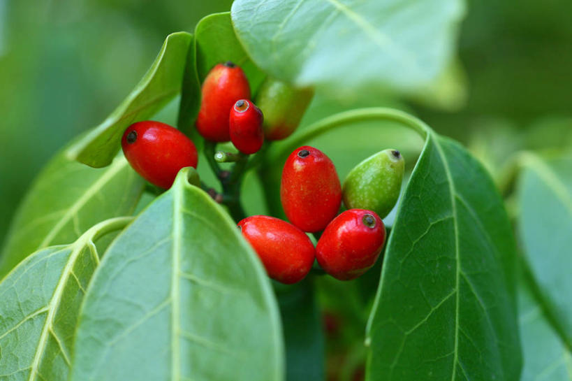 无人,横图,室外,特写,白天,正面,美景,植物,浆果,叶子,许多,阴影,朦胧,模糊,光线,影子,景观,果实,绿叶,枝条,很多,树,树木,树枝,红色,绿色,阳光,自然,嫩叶,景色,生长,成长,自然风光,虬枝,枝杈,叶,叶片,彩图,东瀛珊瑚,青木,桃叶珊瑚,绞木,日本桃叶珊瑚