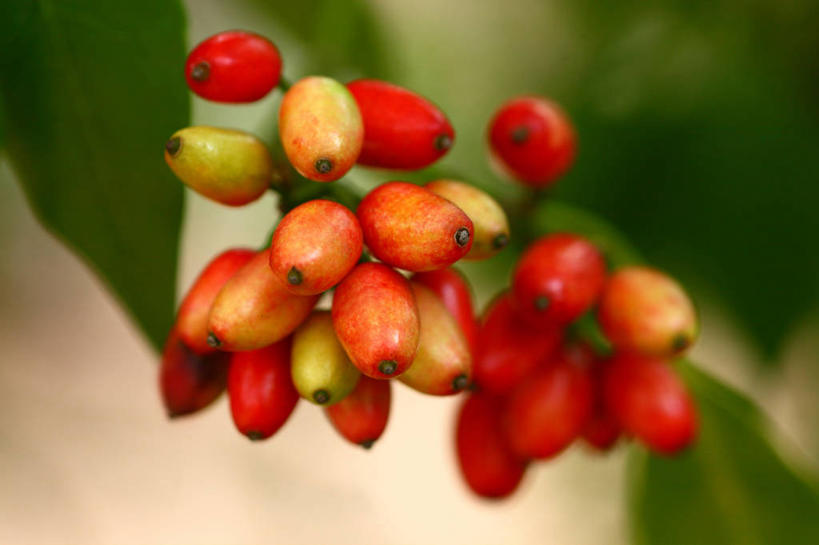 无人,横图,室外,特写,白天,正面,美景,植物,浆果,叶子,许多,阴影,朦胧,模糊,光线,影子,景观,果实,绿叶,枝条,很多,树,树木,树枝,红色,绿色,阳光,自然,嫩叶,景色,生长,成长,自然风光,虬枝,枝杈,叶,叶片,彩图,东瀛珊瑚,青木,桃叶珊瑚,绞木,日本桃叶珊瑚