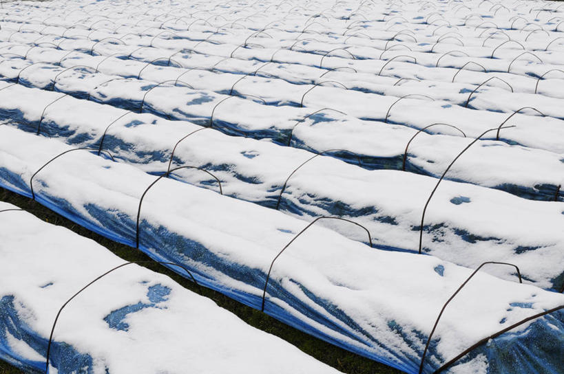 无人,菜园,横图,俯视,室外,白天,旅游,度假,农作物,美景,田园,雪,大雪,日本,亚洲,一排,许多,阴影,整齐,并列,并排,光线,影子,积雪,景观,雪景,冬季,冬天,娱乐,排列,蓝色,阳光,自然,享受,休闲,景色,放松,寒冷,队列,自然风光,平行,东亚,本州,菜棚,田庄,本州岛,日本国,近畿地方,近畿,兵库,兵库县,严寒,地棚,彩图,高角度拍摄,西宫市