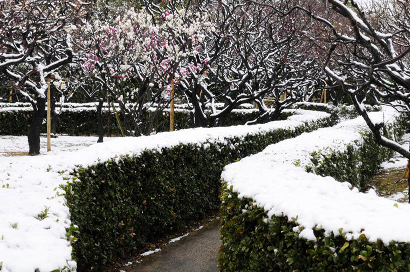 无人,横图,室外,白天,正面,旅游,度假,美景,雪,植物,大雪,日本,亚洲,阴影,环保,盛开,光线,影子,积雪,景观,雪景,冬季,冬天,枝条,防护,花蕾,娱乐,花,花瓣,花朵,鲜花,树,树木,树枝,绿色,阳光,自然,花苞,花蕊,享受,休闲,景色,放松,寒冷,生长,成长,美好,美妙,自然风光,间隔,东亚,本州,本州岛,日本国,近畿地方,近畿,兵库,兵库县,美观,雅观,严寒,虬枝,枝杈,绿篱,生篱,树篱,植篱,彩图,西宫市