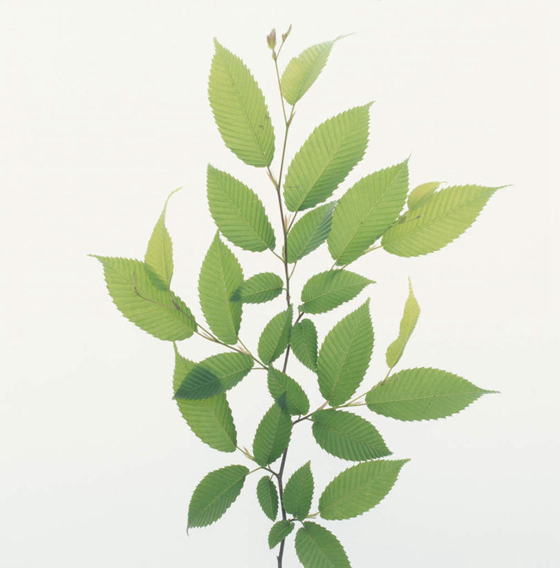 无人,竖图,室内,特写,白天,白色背景,正面,植物,静物,叶子,许多,绿叶,绿色,嫩叶,摄影,影棚,榉树,大叶榉,红榉树,白榉,叶,叶片,彩图,影棚拍摄,拍摄
