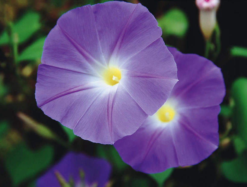 无人,横图,俯视,室外,白天,旅游,度假,美景,喇叭花,三朵,阴影,朦胧,模糊,盛开,光线,影子,景观,花蕾,娱乐,花,花瓣,花朵,鲜花,阳光,自然,花苞,花蕊,享受,休闲,景色,放松,自然风光,牵牛,牵牛子,勤娘子,碧冬茄,朝颜花,灵芝牡丹,牵牛花,彩图,高角度拍摄