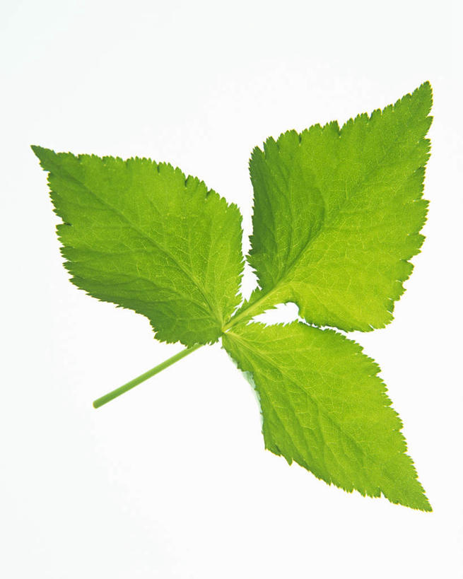 无人,竖图,俯视,室内,特写,白天,白色背景,叶子,纹路,茎,绿叶,枝条,三片,绿色,嫩叶,摄影,影棚,叶,叶片,叶脉,彩图,高角度拍摄,影棚拍摄,拍摄