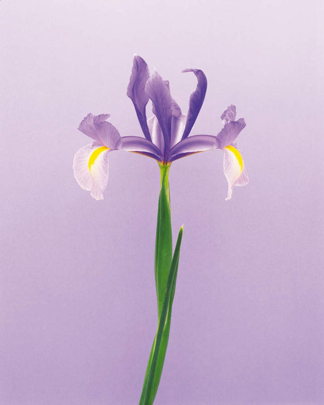 无人,竖图,室内,特写,白天,正面,植物,紫色背景,盛开,草药,枝条,花蕾,中药,花,花瓣,花朵,鲜花,一朵,紫色,花苞,花蕊,摄影,影棚,鸢尾,药材,中草药,中药材,本草,紫蝴蝶,蓝蝴蝶,乌鸢,扁竹花,彩图,影棚拍摄,拍摄