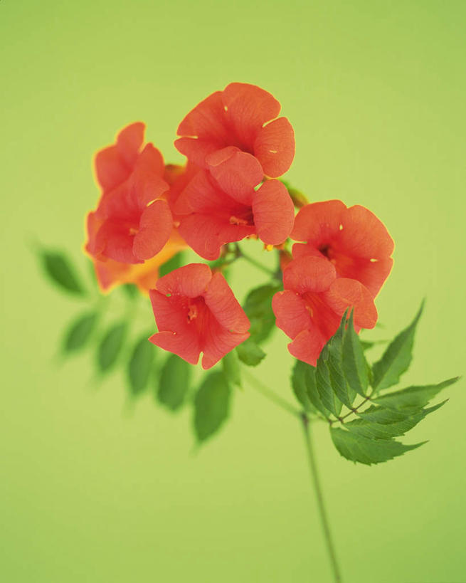 无人,竖图,俯视,室内,特写,白天,植物,静物,叶子,许多,绿色背景,朦胧,模糊,盛开,绿叶,枝条,花蕾,花,花瓣,花朵,鲜花,红色,花苞,花蕊,嫩叶,母爱,摄影,影棚,生长,成长,凌霄花,声誉,凌霄,紫葳,叶,叶片,彩图,高角度拍摄,影棚拍摄,拍摄