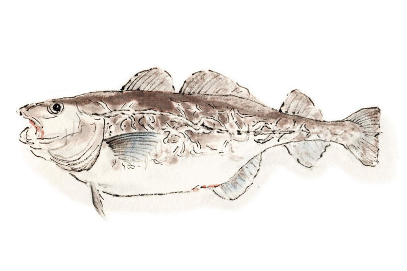 海鲜,无人,横图,插画,室内,白天,白色背景,侧面,数码,科技,一条,阴影,网络,鱼,高光,几何,计算机图形,合成,图画,水产,鱼类,海洋生物,画,电脑合成图,数码合成图,水生动物,海产品,水生物,漫画,海底动物,鳕鱼,写实,具体,具象,鳘鱼,南极美露鳕,彩图,全身