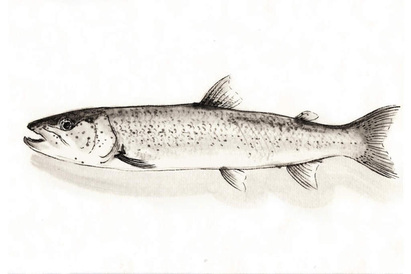 无人,横图,插画,室内,白天,白色背景,侧面,数码,科技,一条,阴影,网络,鱼,高光,几何,计算机图形,合成,图画,注视,水产,鱼类,画,观察,看,观看,电脑合成图,数码合成图,察看,关注,水生动物,水生物,漫画,写实,具体,具象,大红鱼,哲罗鲑,哲罗鱼,彩图,全身