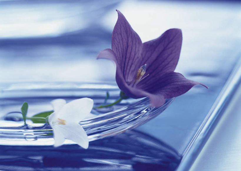 无人,横图,俯视,室内,特写,白天,水,杯子,朦胧,模糊,盛开,液体,水滴,风铃草,祝福,花蕾,玻璃制品,花,花瓣,花朵,鲜花,两朵,紫色,白色,水杯,花苞,花蕊,钟花,创造,感谢,温柔,感恩,嫉妒,瓦筒花,玻璃杯,彩图,高角度拍摄